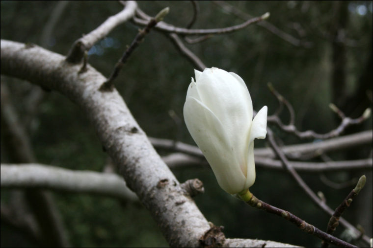 Magnolia Denudata